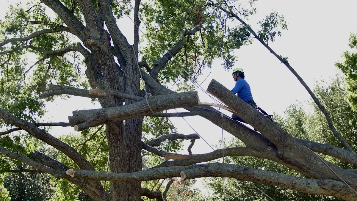 Professional Crown Thinning performed by certified arborists in Nash